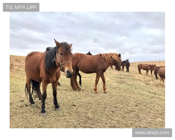 赛后分析西安与成都极限运动队心理素质的较量与启示 赛后分析西安与成都极限运动队心理素质的较量与启示